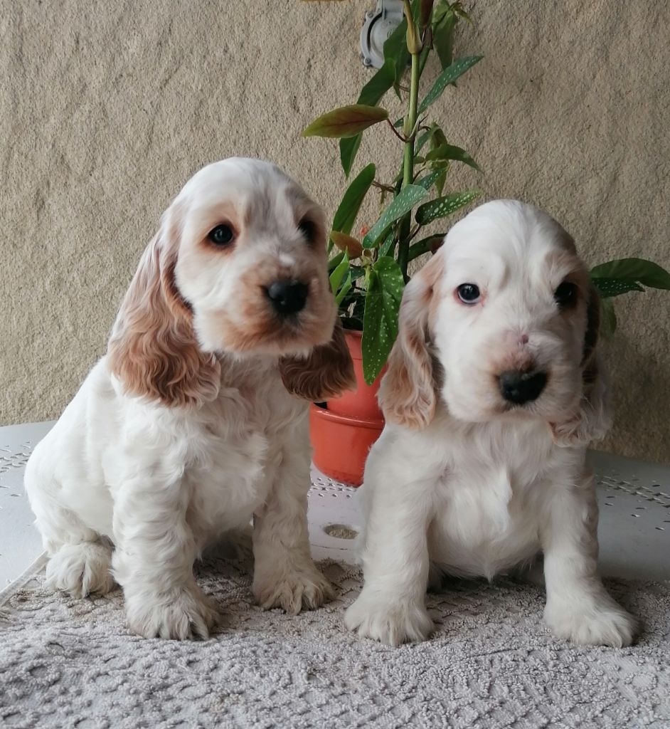 Chiot cocker spaniel anglais femelle disponible 