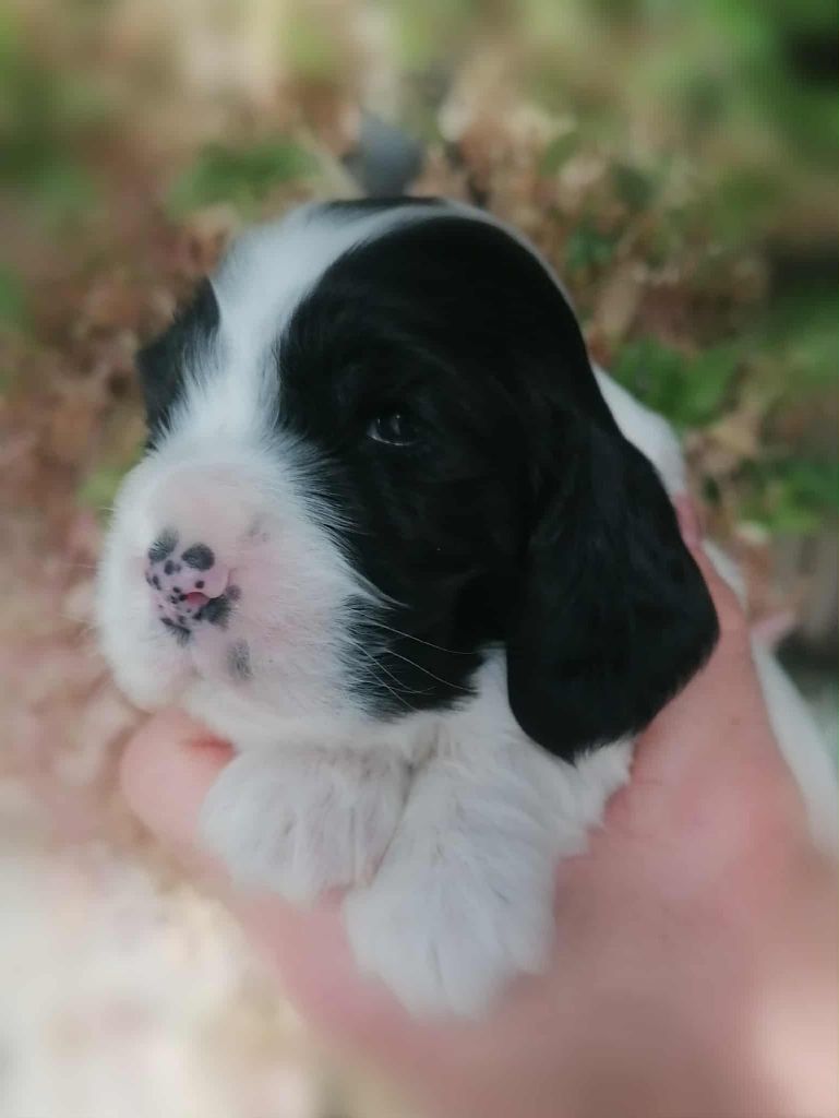 Naissance le 30/10/2025....