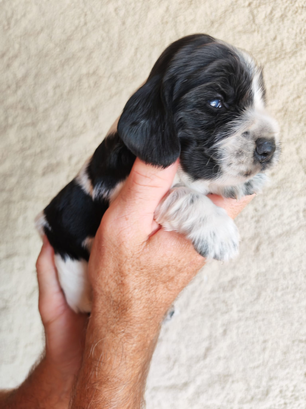 du Clos de Matisar - Chiots disponibles - Cocker Spaniel Anglais