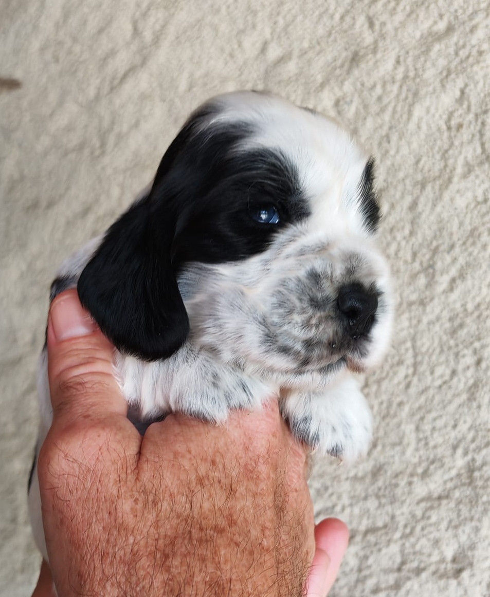 du Clos de Matisar - Chiots disponibles - Cocker Spaniel Anglais