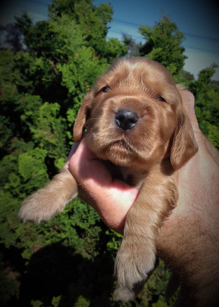 CHIOT