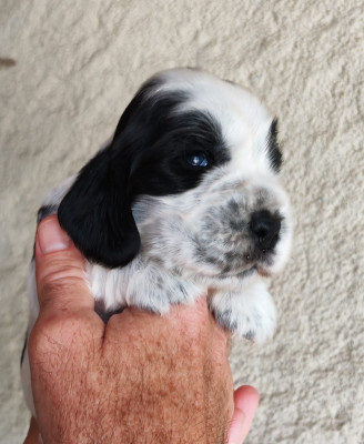 Chiot N°2