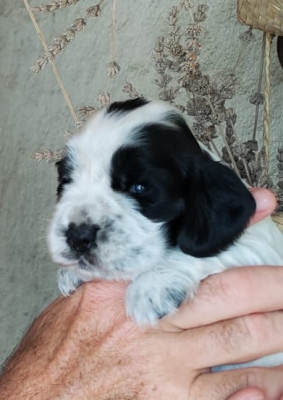Chiot N°3